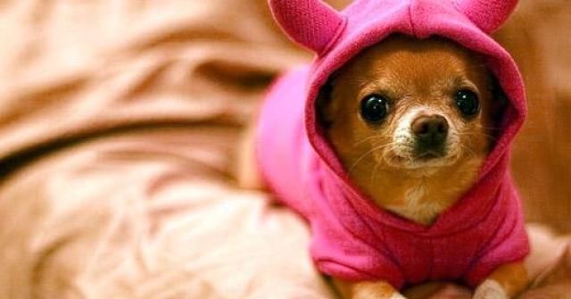 Cachorro Chihuahua