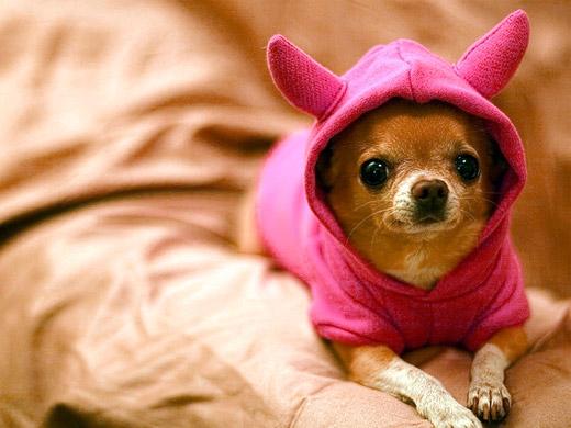 Cachorro Chihuahua