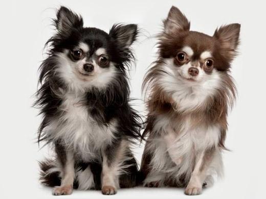 Imagem de cachorro Chihuahua