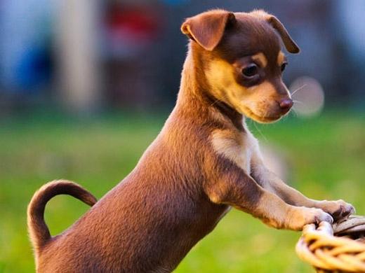 Imagem de cachorro Chihuahua