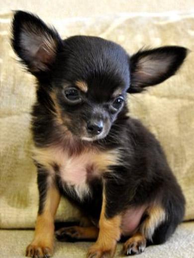 Imagem de cachorro Chihuahua