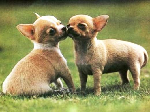 Imagem da raça Chihuahua