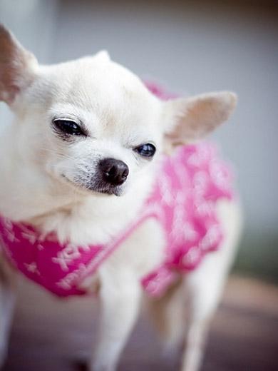 Fotos de cão Chihuahua