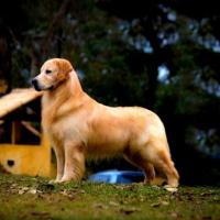 Fotos da raça Golden Retriever
