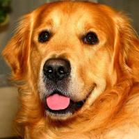 Foto de cachorro Golden Retriever