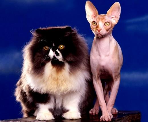 Foto da raça Persa e Sphynx
