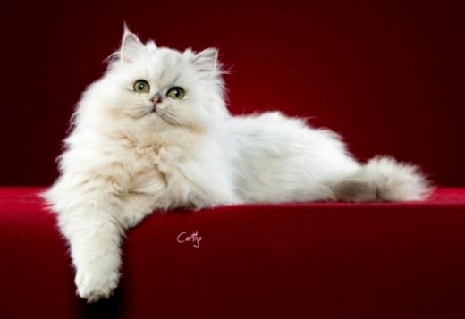 Gato Persa na variedade Persa Chinchila