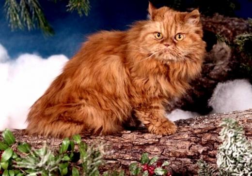 Imagem de gato Persa