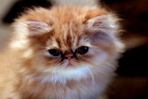 Fotos de gato da raça Persa