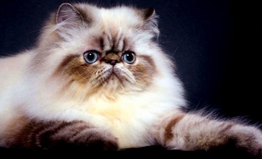 Imagem da raça de gato Persa