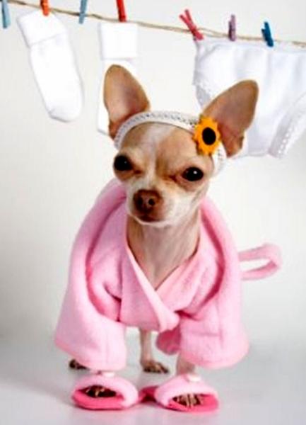 Foto de cachorro da raça Chihuahua