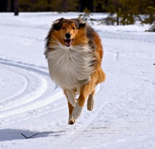 Imagem de Collie
