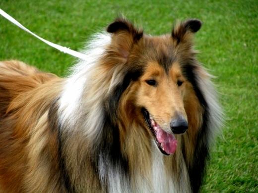 Fotos de cão da raça Collie