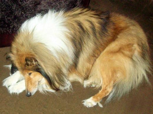 Fotos de cachorro Collie