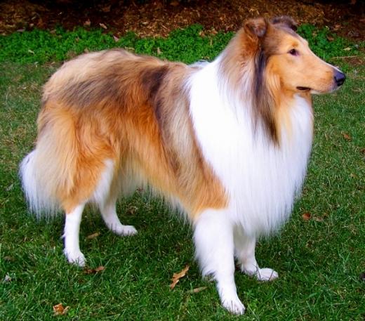 Imagem da raça Collie