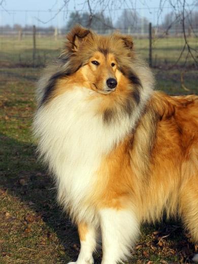 Imagem de Collie