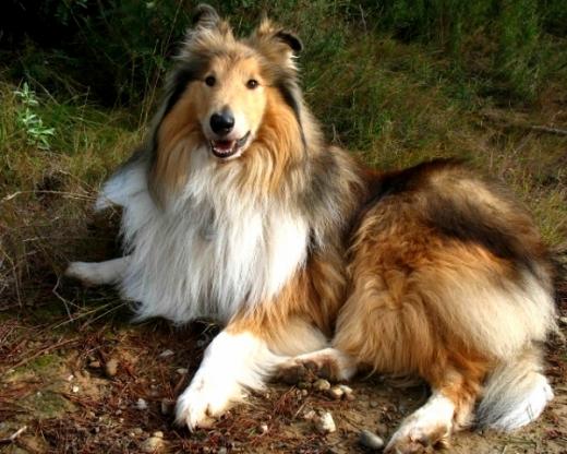 Fotos da raça Collie