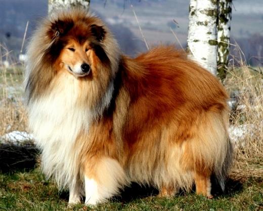 Fotos de cachorro da raça Collie