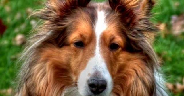 Fotos de cachorro da raça Collie