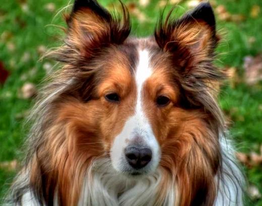 Fotos de cachorro da raça Collie