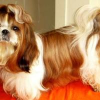 Foto de Shih Tzu