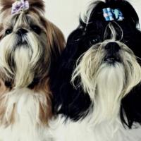 Casal de Shih Tzu: Bonnie Roses e Kalel do Canil Dogs N'Roses