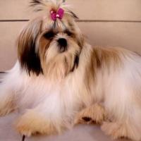 Foto cão Shih Tzu