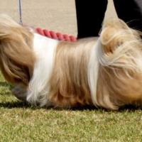 Foto da raça de Cachorro Shih Tzu
