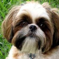 Foto de Shih Tzu