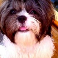 Imagem de cachorro Shih Tzu