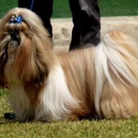 Imagem de Shih Tzu