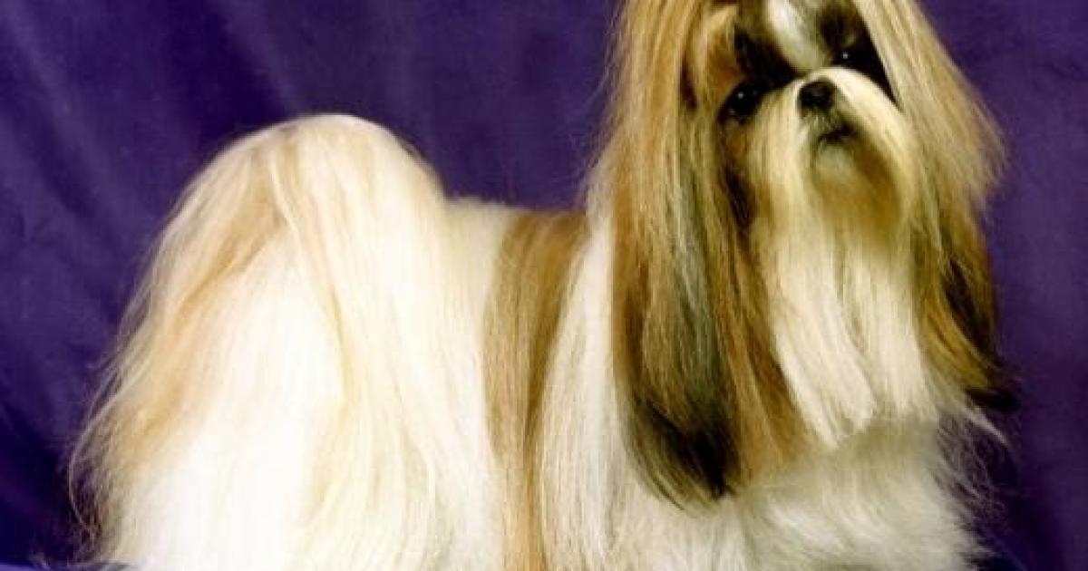 Raça de Cachorro Shih Tzu