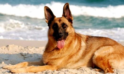 Raça de cachorro Pastor Alemão