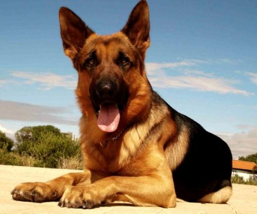 Foto de cão Pastor Alemão