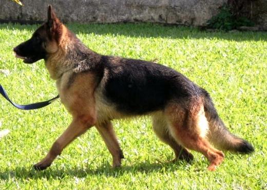 Foto da raça de cachorro Pastor Alemão