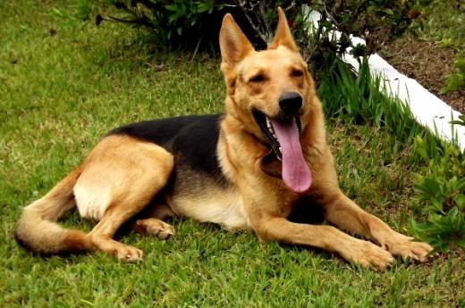 Foto de cachorro Pastor Alemão