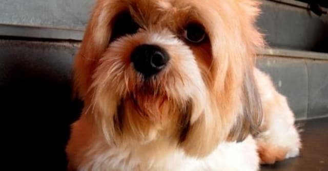 Raça de cachorro Lhasa Apso