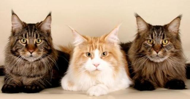 Raça de gato Maine Coon