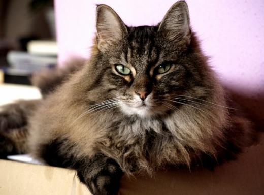 Foto de Norwegian Forest Cat
