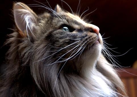 Foto de Norwegian Forest Cat