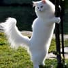 Foto da raça Norwegian Forest Cat