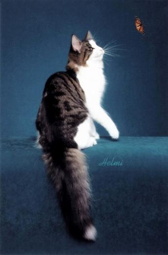 Imagem de Norwegian Forest Cat