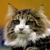 Imagem de Norwegian Forest Cat
