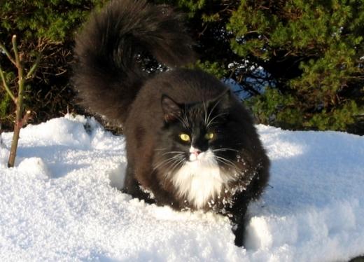 Foto da raça Norwegian Forest Cat