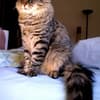 Foto de Norwegian Forest Cat
