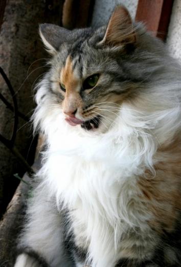 Foto Norwegian Forest Cat