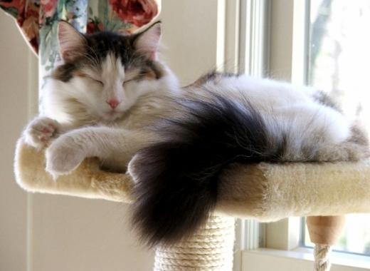 Imagem de Norwegian Forest Cat