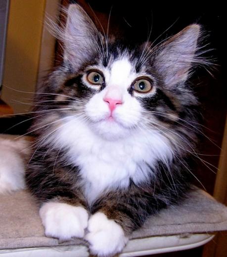 Foto de filhote de Norwegian Forest Cat
