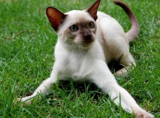 Foto de gato Siamês