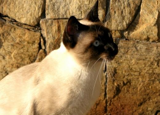 Foto da raça de gato Siamês